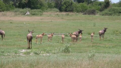 Herd of Common tsessebe running on the savanna of Moremi Game Reserve in Botswana