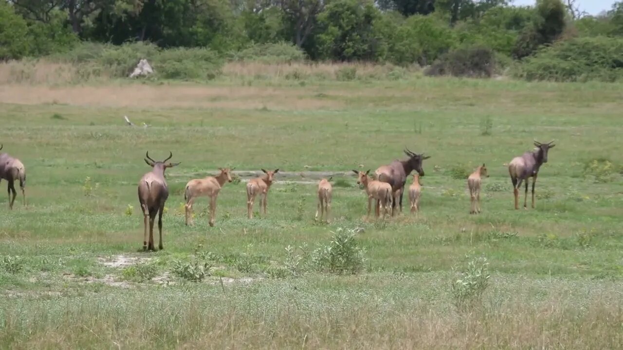Herd of Common tsessebe running on the savanna of Moremi Game Reserve in Botswana