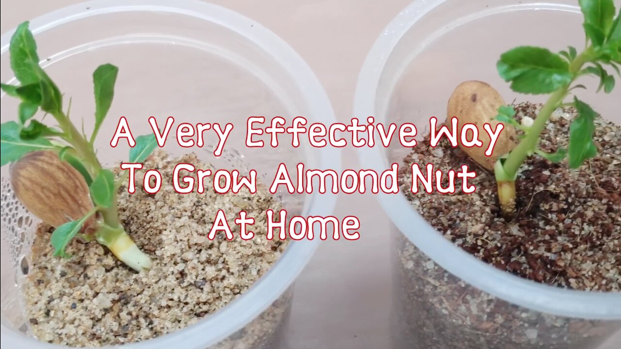 Almond_Growing_-_An_Effective_Way_To_Grow_Almond_Plant_At_Home#TropicalAlmond(1080p60)