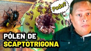 Abelha Mandaçaia aceita o pólen de Scaptotrigona? | Dicas de manejo [🐝🎬 Cortes]