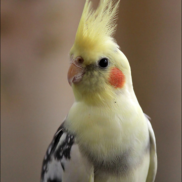 This bird sings to his reflection