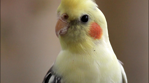 This bird sings to his reflection