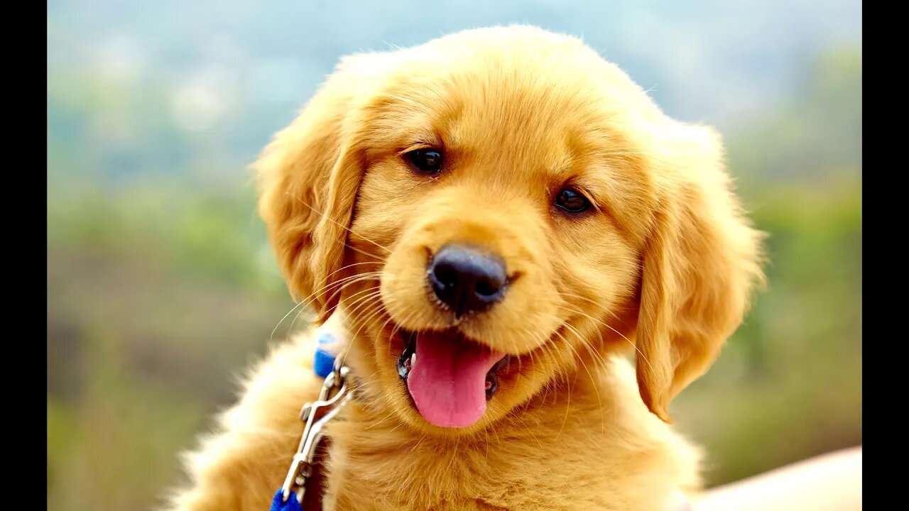 Sounds Your Dog Loves!