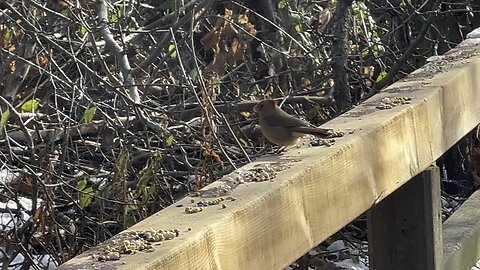 Cardinal and Chickadee