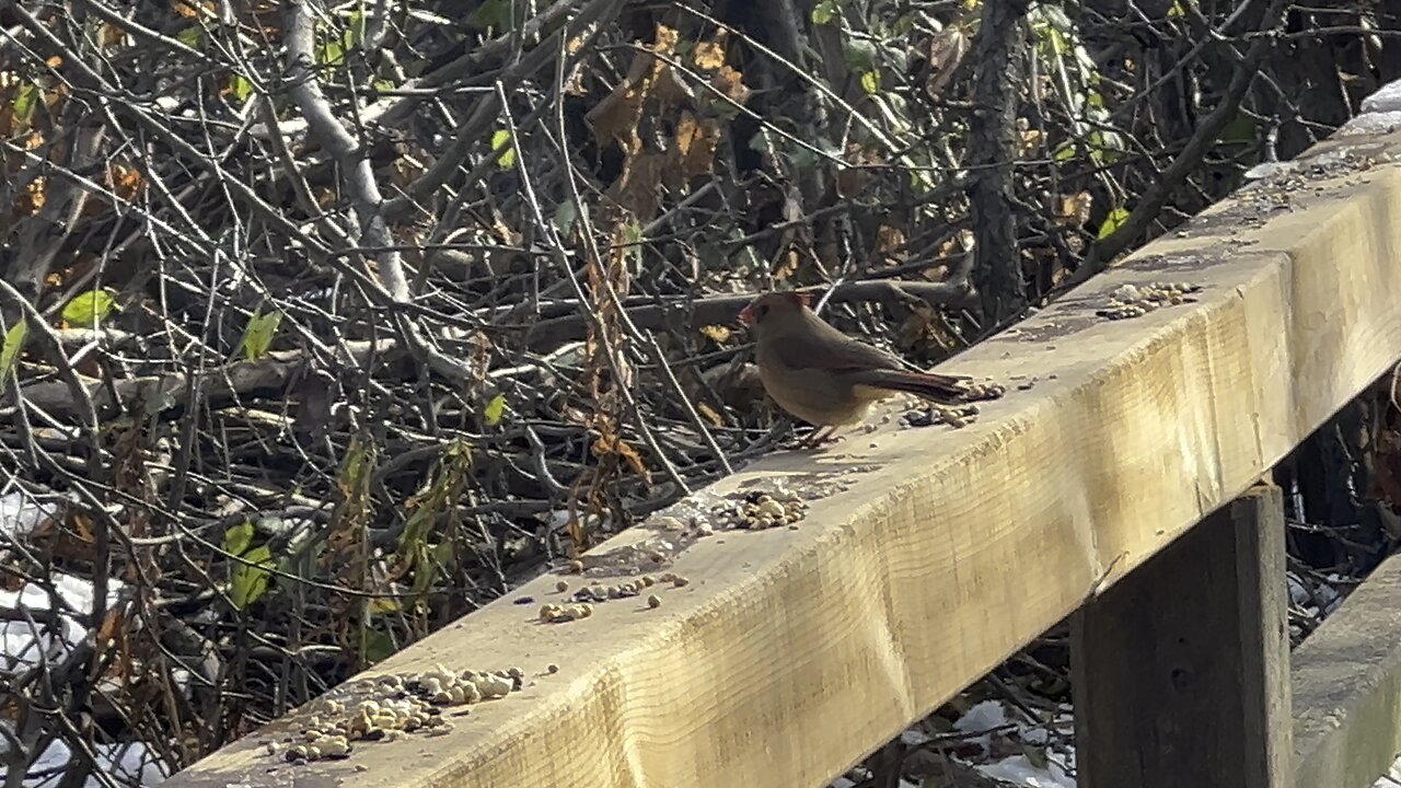 Cardinal and Chickadee