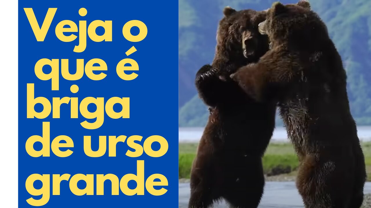 Como você define amigo-urso e abraço de urso no Alaska. Veja imagens impressionantes!