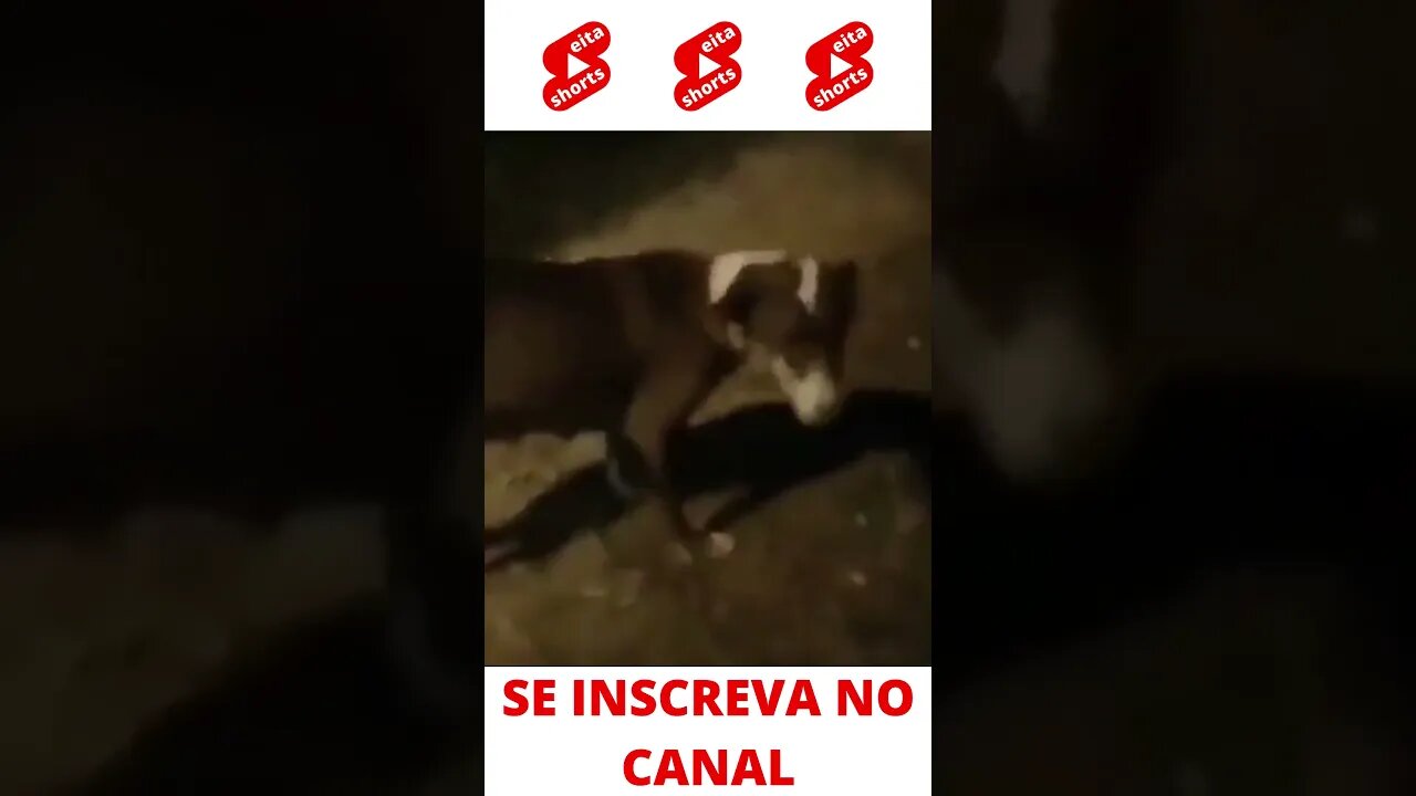 Cachorro Curtindo Um Rap kkkk #shorts