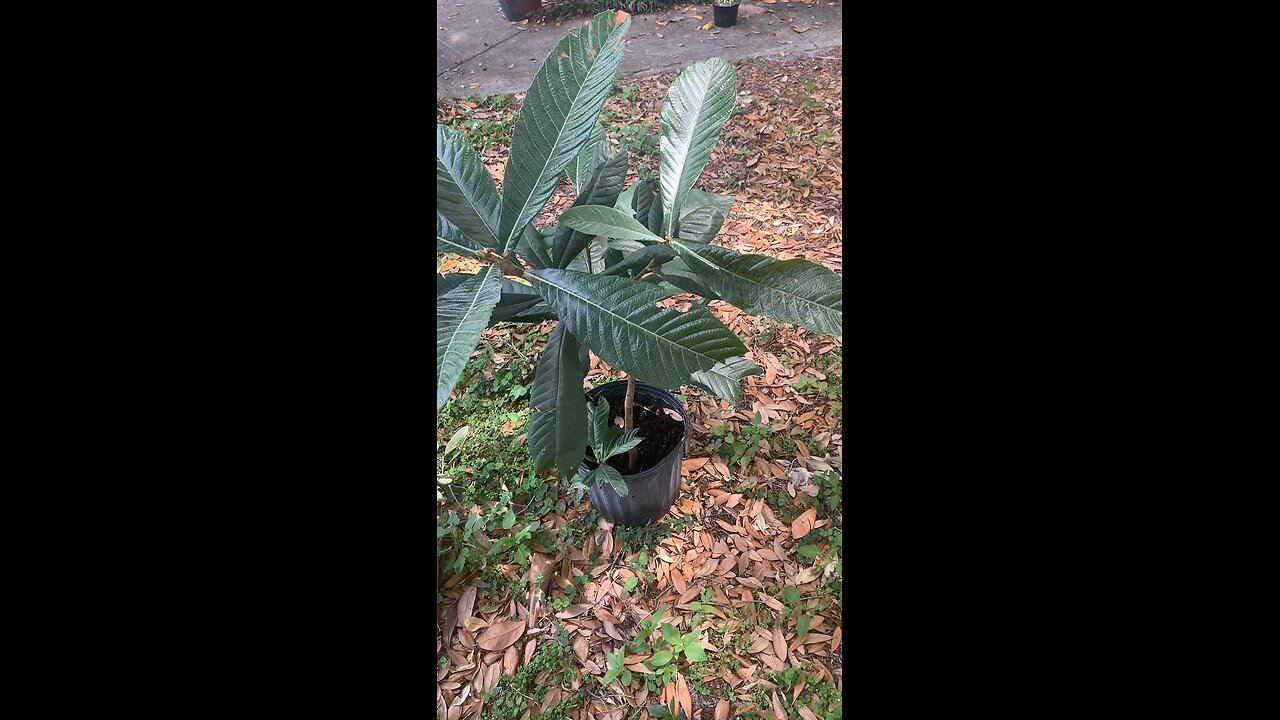 Loquat Aka Japanese Plum $15 obo calltxt3218379974 Like comment subscribe