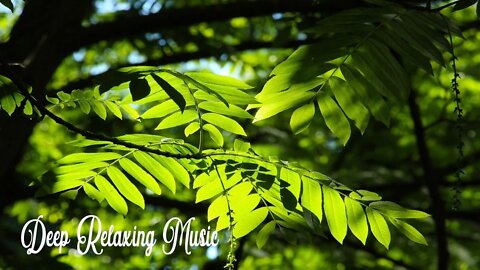Relaxing Piano Music, Soothing Instrumental Music, Study Music ⚧ Calming Music