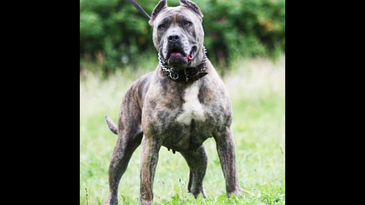 Top 10 dangerous dog breeds in the world 2023