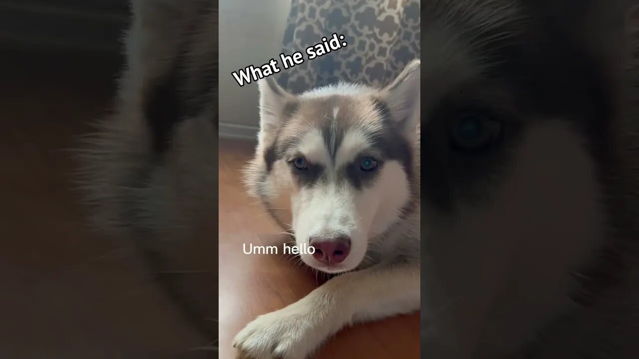 My Husky is VERY MAD!!