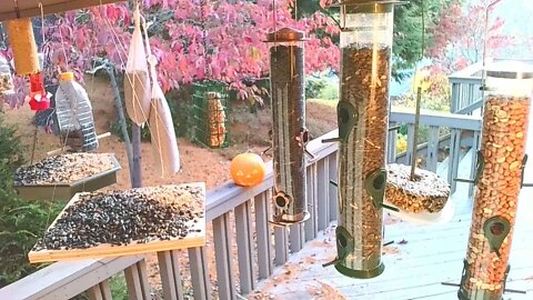 Live Nov 06 2021 Bird Feeder in Asheville NC. In the mountains.