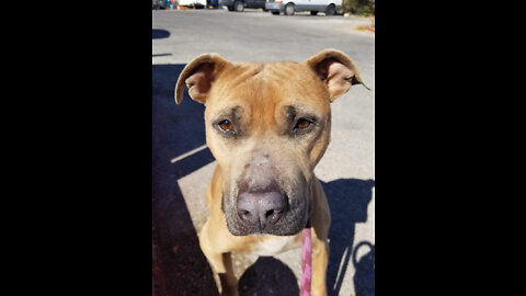 Pet of the week: Haydog