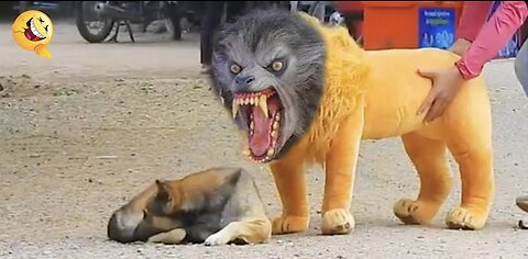 Troll Prank Dog Funny & fake Lion and Fake Tiger Prank To dog & Huge Box Prank to dog