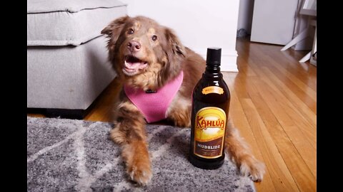 Dog stops owner from drinking whiskey