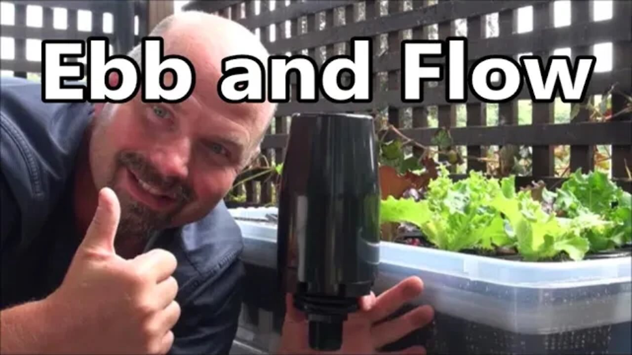 Simple, Cheap DIY Hydroponics Ebb and Flow Growing System