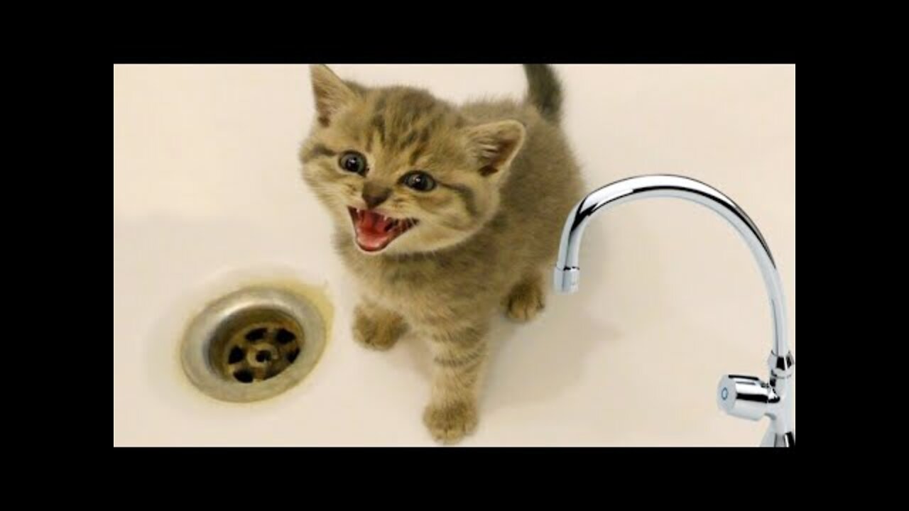 Best Funny Cats and Dogs 🐶🐱 Part 53