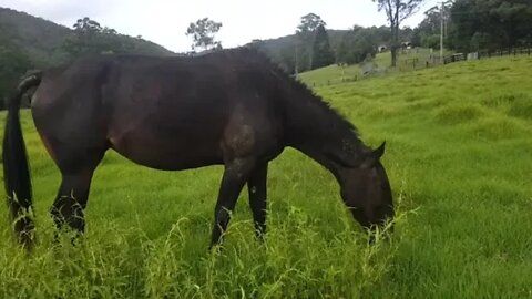 Tuppy growing her winter coat and her skin is much better. It will take time for her tail to grow.