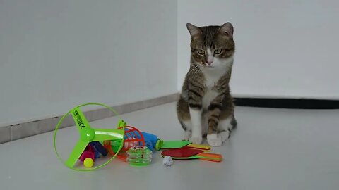 Cats that Have Many Toys Are Happy