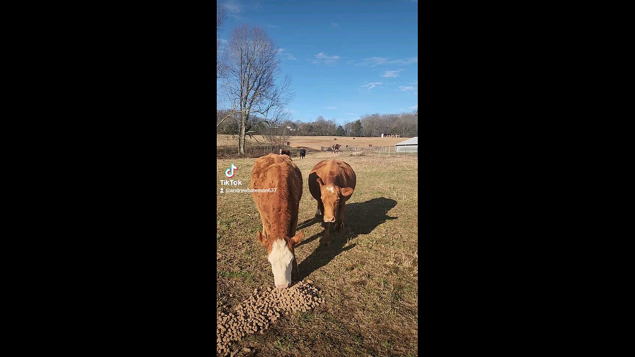 Happy cows and calves.