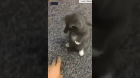 cute cat videos 😹 funny videos 😂🤎