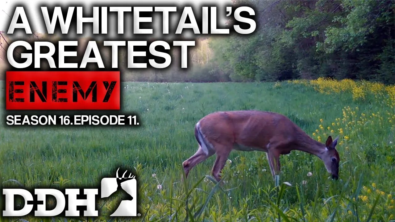 Whitetail Predation | Deer & Deer Hunting TV