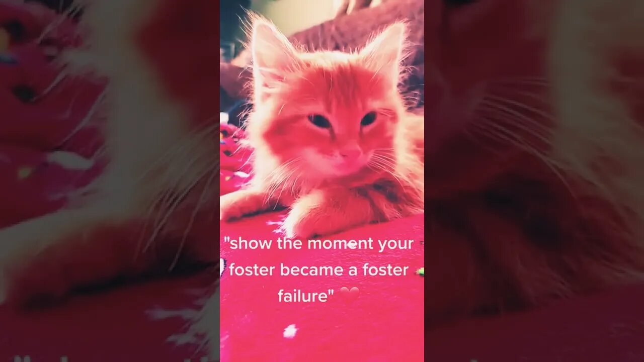 Cute cat kitten in asilence mode