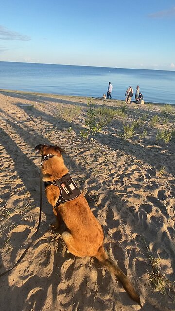 Liberal MP Ryan Turnball BBQ crash