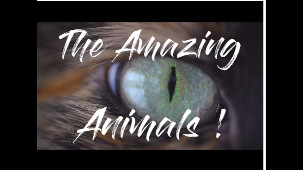 Sinematic Animal Video Footage #Animal