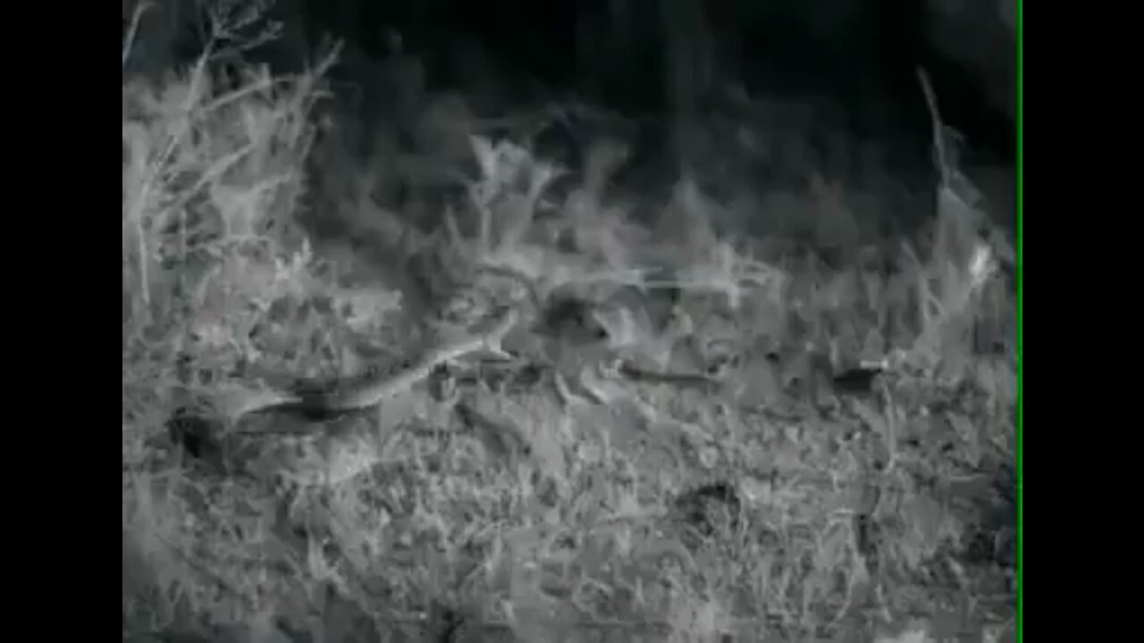 Mouse barely escapes snake attack