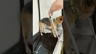 Dog wash at the Car Wash