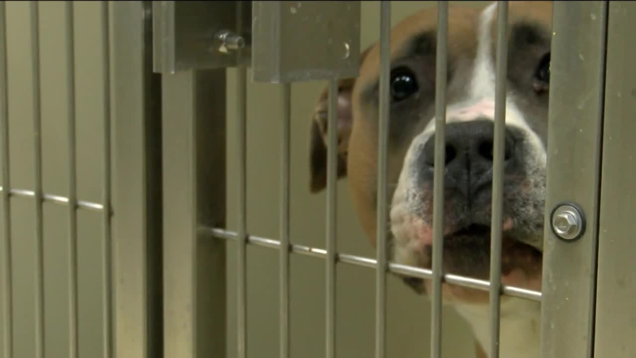 Milwaukee shelter needs help finding forever homes