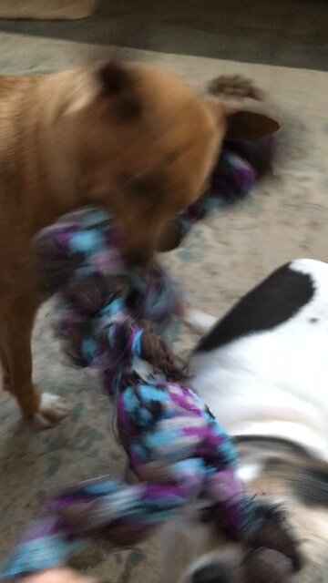 Jake and Eva play rope tug