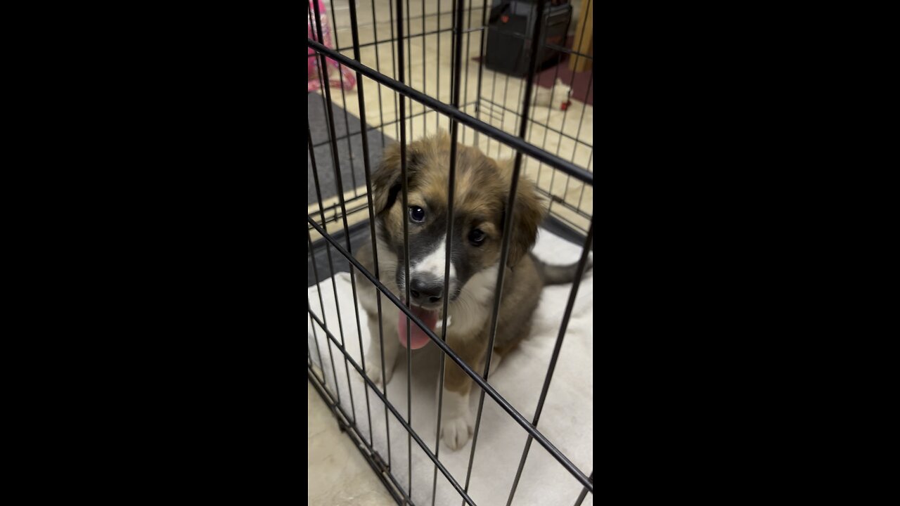 6 week old English shepherd