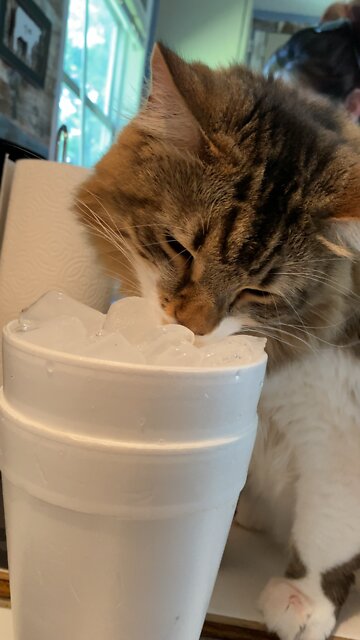 Kitty Cat Mugsy Loves Ice