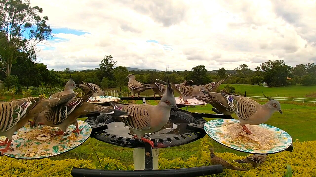 Beautiful birds video