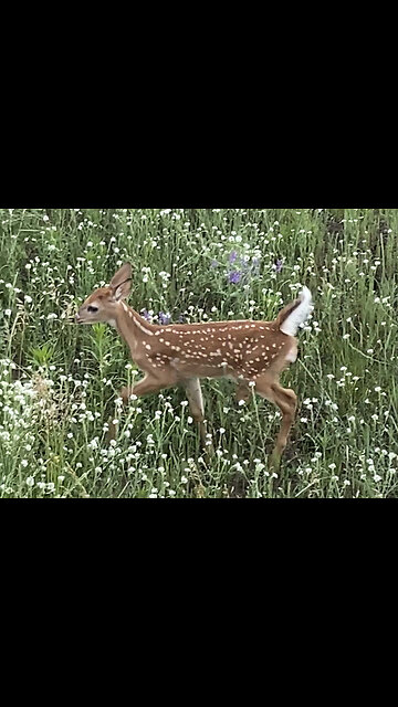 Look at the adorable baby we just saw in our yard