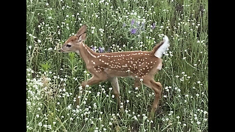 Look at the adorable baby we just saw in our yard