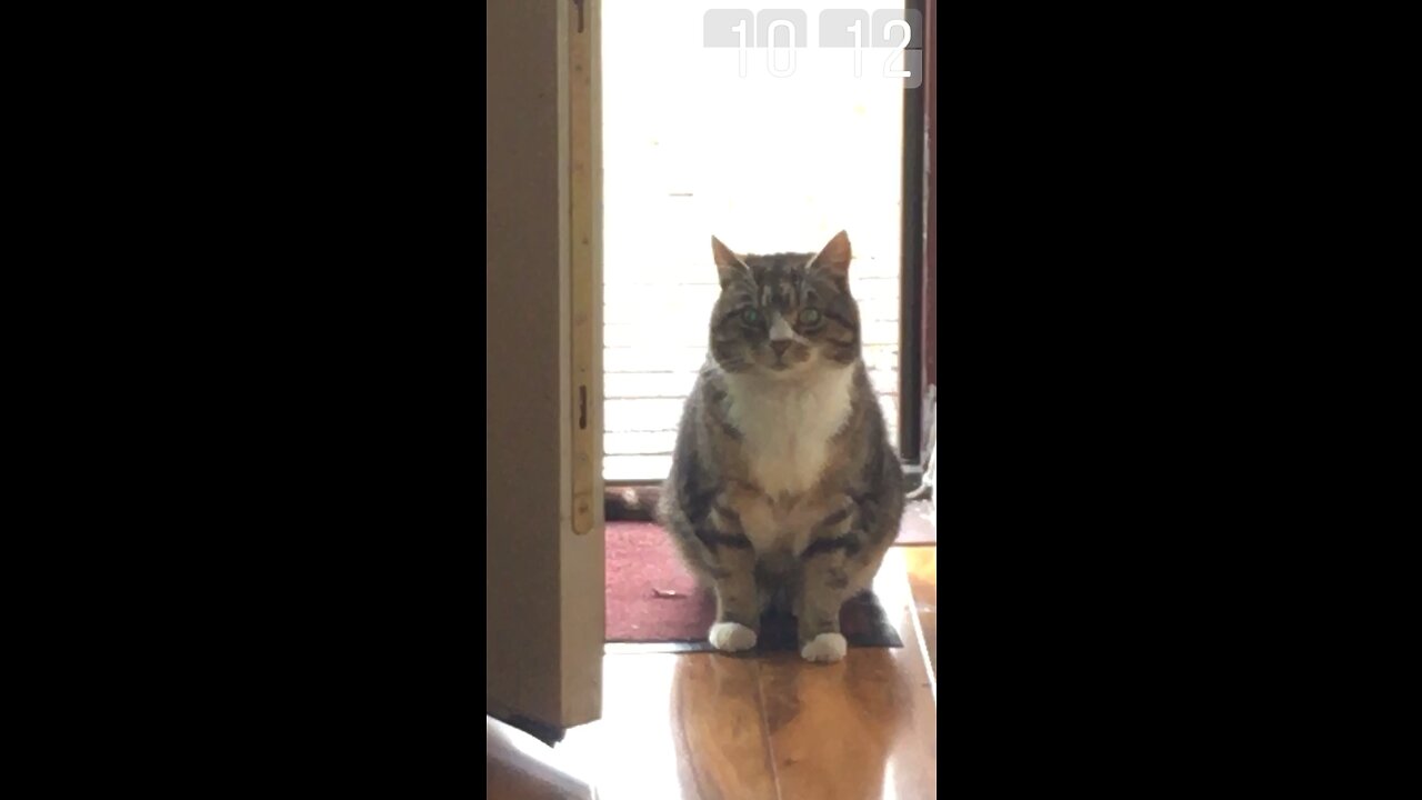 Feeding Cute Greedy Cats