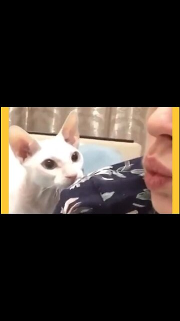 Funny cats and dogs compilation 😂 part 16