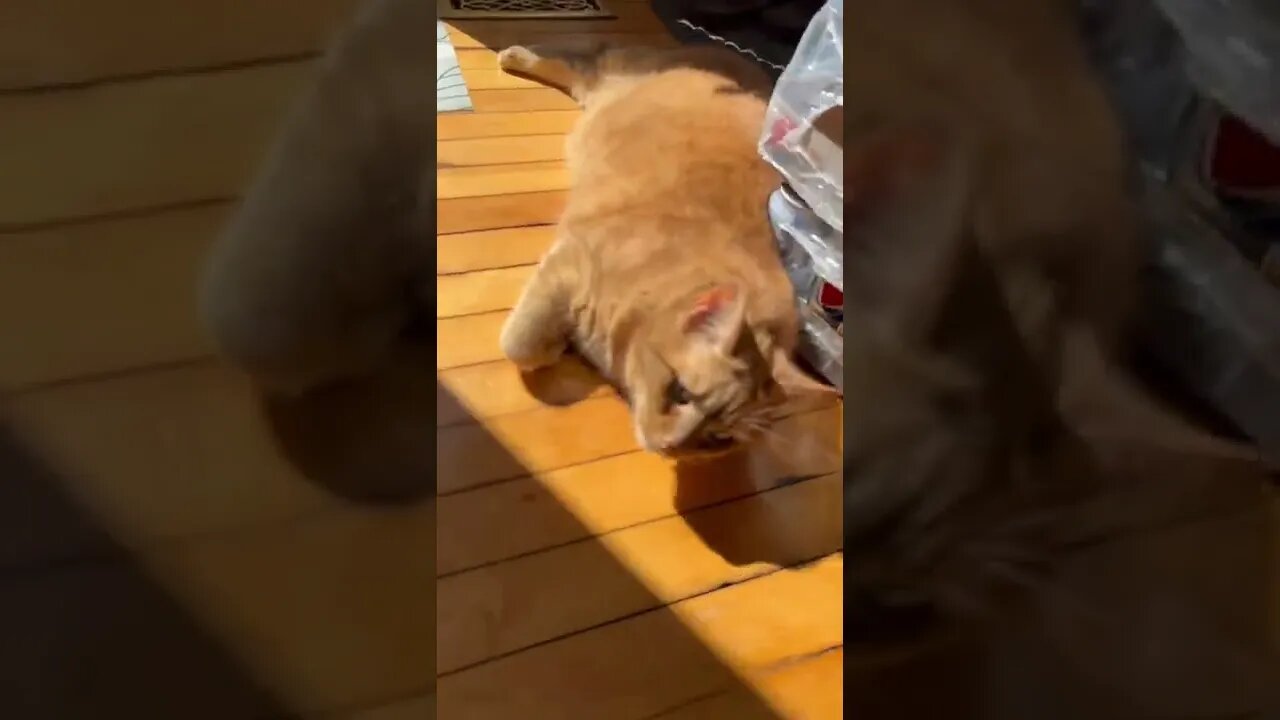 Cats sleeping is so cute