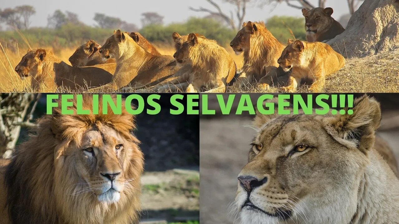 Mundo Animal - Felinos Selvagens!!!