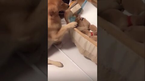 His cute 👑 🥺❤️ please get this viral | #viral | #funnydogs | #trending | #shorts
