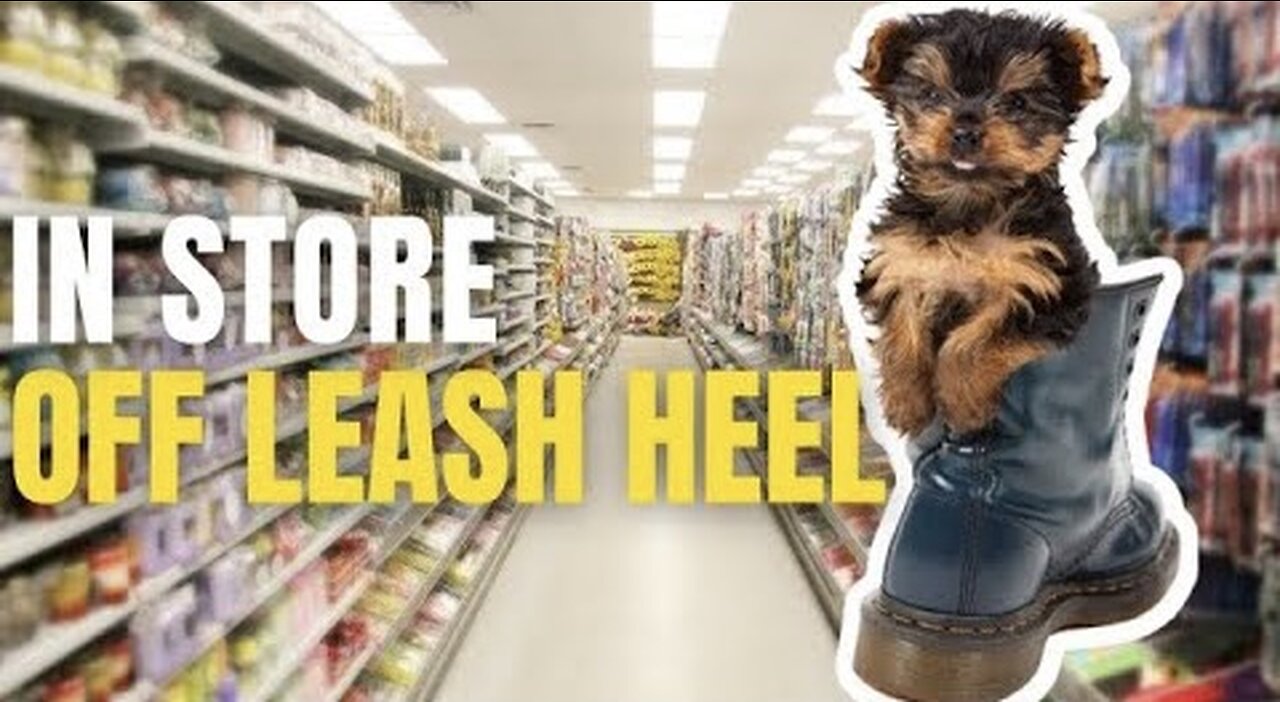 Heel: Before and After Results Off-Leash in Public!