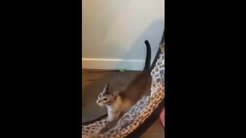 Cats Vs Humans 🐈 Hilarious 😂