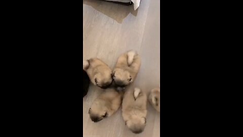 cute cute puppies.