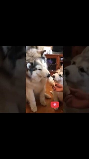 Husky Eating Cone Ice Cream Shorts