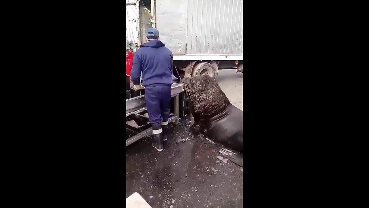 Fish Market Workers Show Mercy For Injured Sea Lion