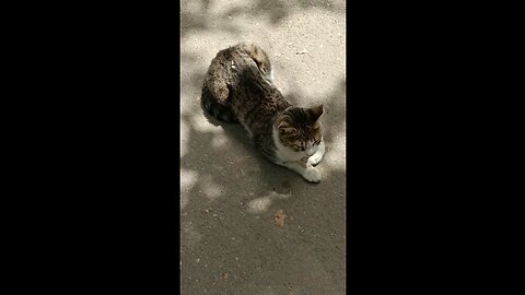 A cute and beautiful cat is resting