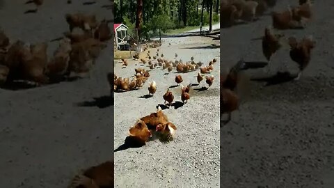 #treats #chickens #freerange #layers #homesteading #homesteadlife #farm #farmlife #farmanimals